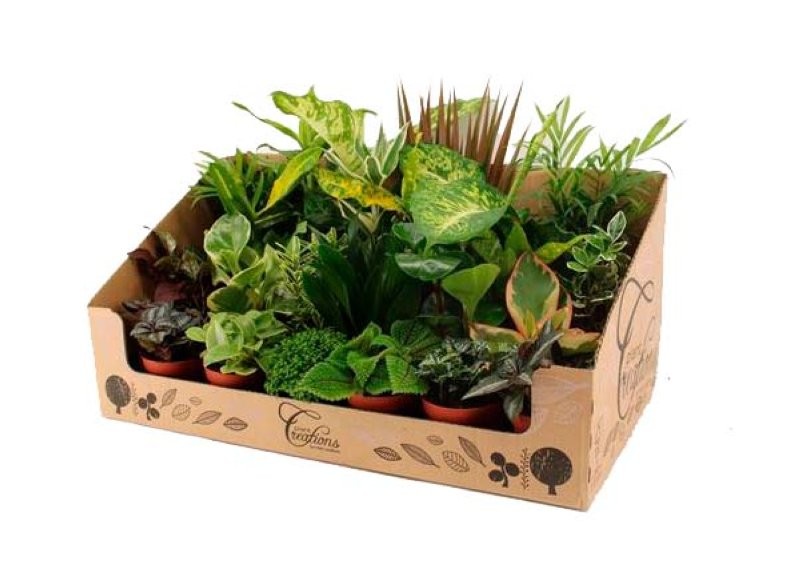 PLANTES VARIADES M 9 MINI (preu safata x24)