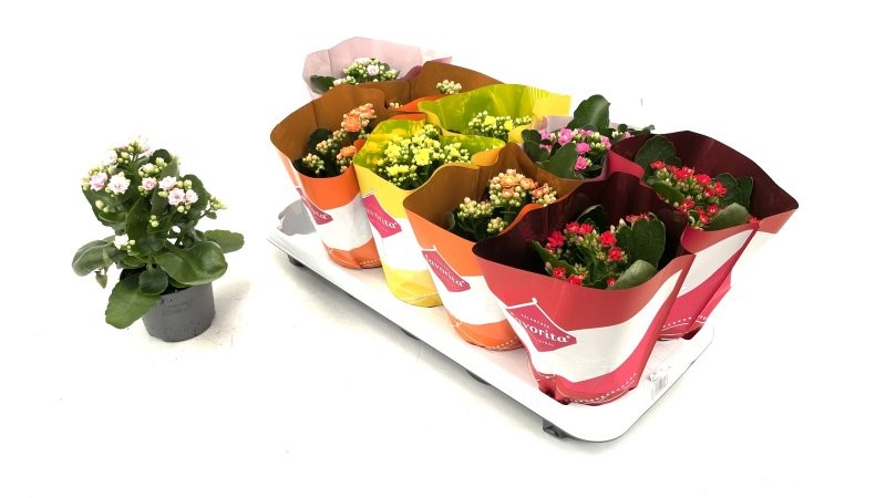 KALANCHOE  M11 flor doble CALANDIVA