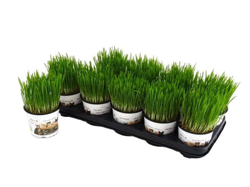 KATTEGRASS M12 herba de gat