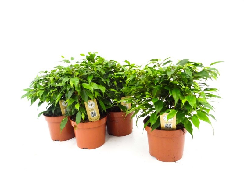 FICUS KINKI  M12