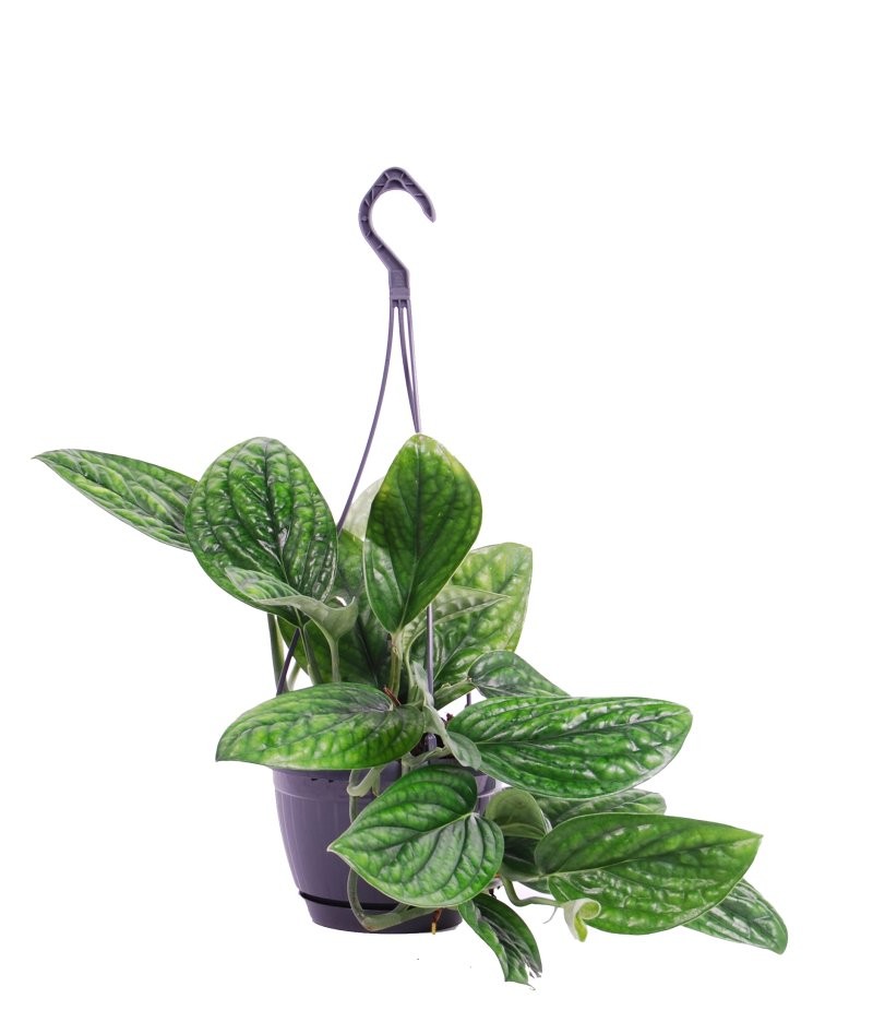 POTHOS  M15 PENJAR Marble Planet (Ho)