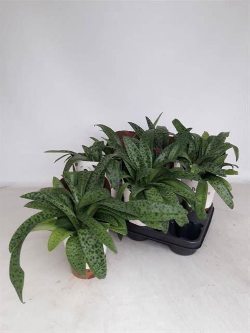 DRIMIOPSIS MACULATA M12 H30