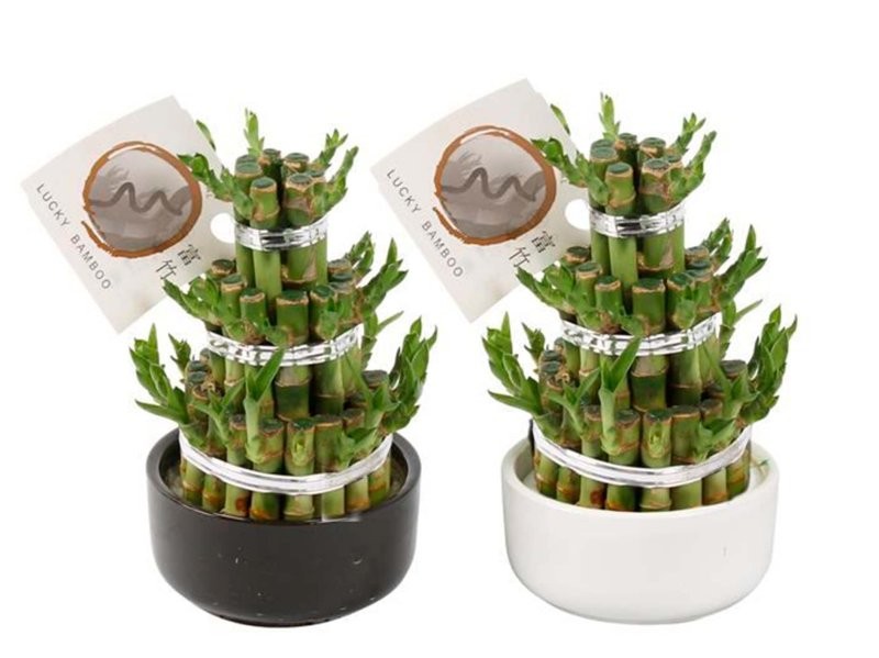 BAMBUSA  TARRINA CANYES 3 pisos D12  H25