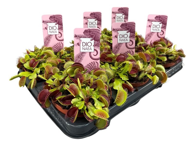 DIONEA MUSCIPULA M12 CARNIVORA