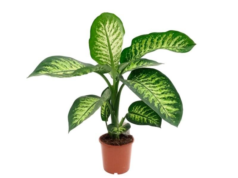 DIEFFENBACHIA TROPIC M17