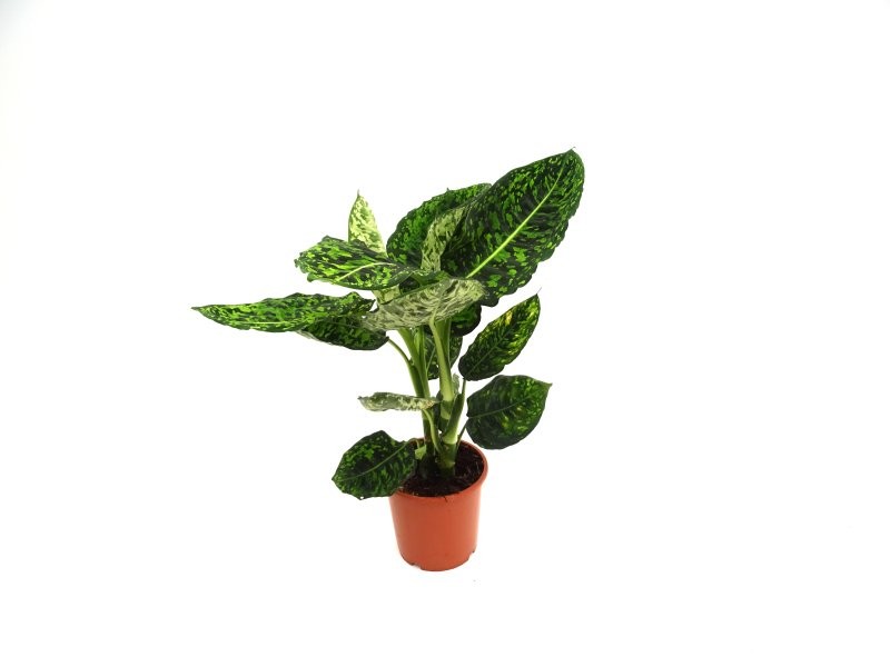 DIEFFENBACHIA  M17 reflector