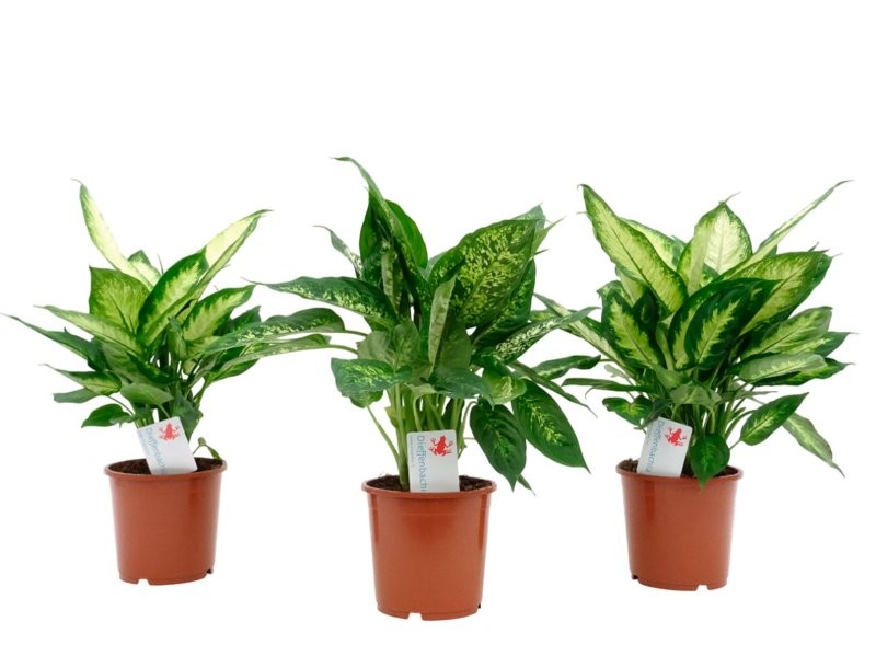 DIEFFENBACHIA  M17  camilla / compacta / mix