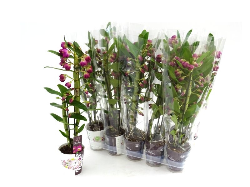 DENDROBIUM  M12-50cm. LILA 2-vares