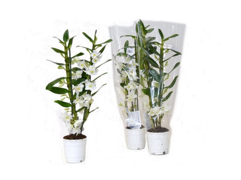 DENDROBIUM  M12-60cm. 2-vares BLANC