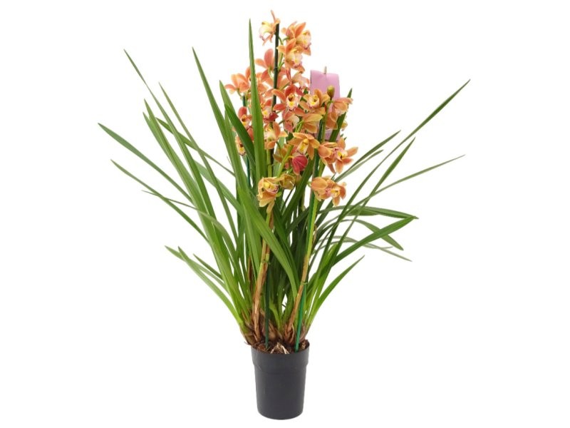 CYMBIDIUM, 3/4 branques M14- 85cm.