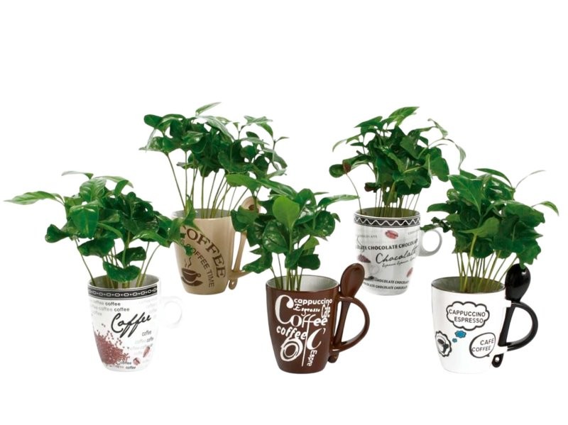 COFEA  M 6 mini CERAMICA