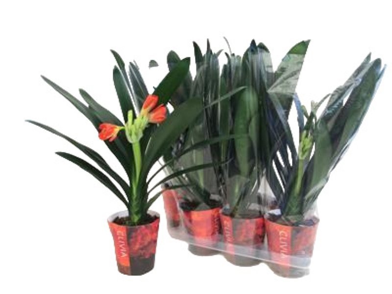 CLIVIA M13