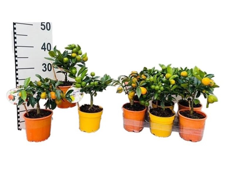 CITRUS MICROCARPA M12 H25 MIX