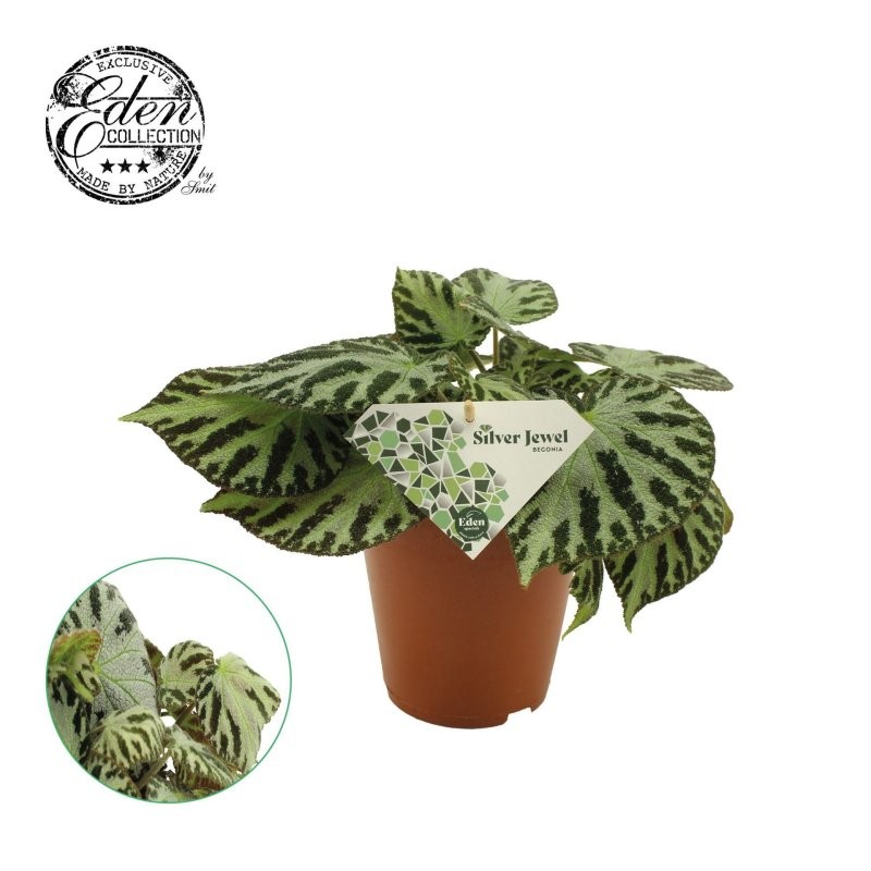 BEGONIA M15 Silver Jewell
