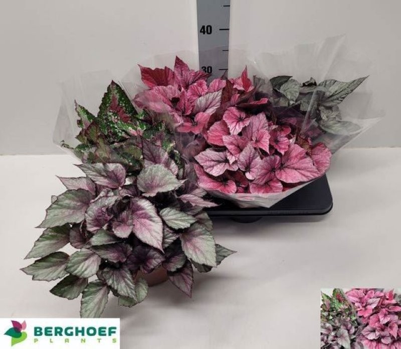 BEGONIA REX  M17  MIX