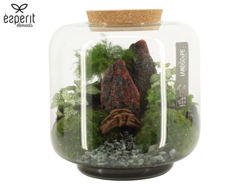 TERRARI PLANTA MINI D24 H24 Landscape