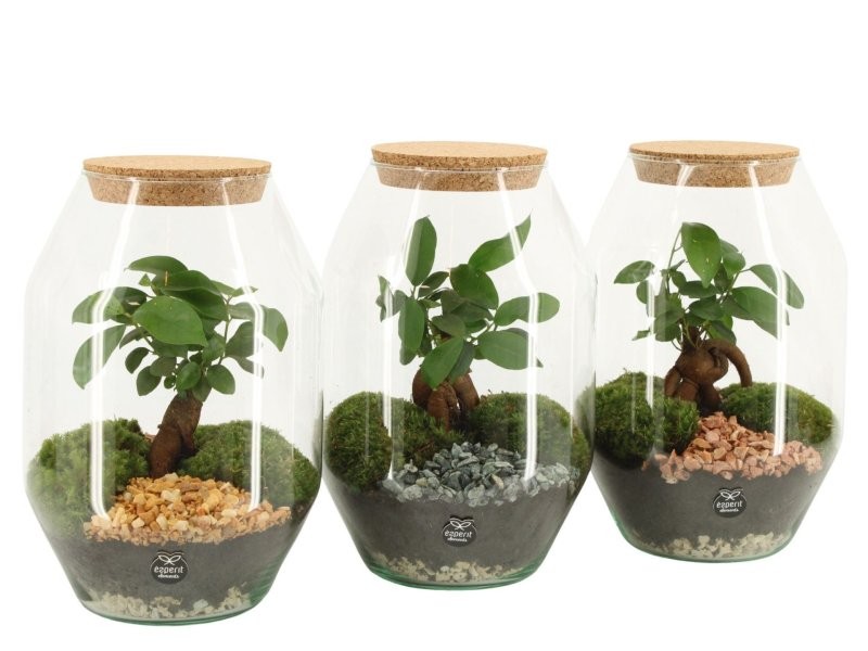 TERRARI PLANTA MINI D17 H25 Ficus ginseng