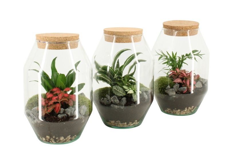 TERRARI PLANTA MINI D17 H25