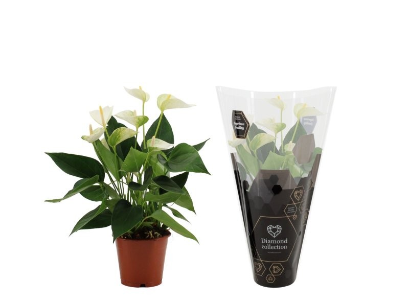 ANTHURIUM  M12 WHITE