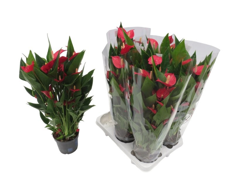 ANTHURIUM  M12 MILLION FLOWERS