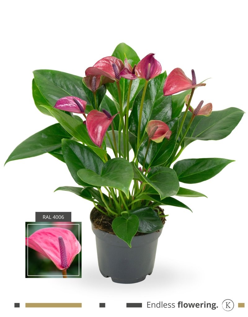 ANTHURIUM  M12 PURPLE