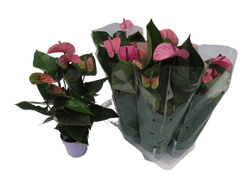 ANTHURIUM  M14 CAVALLI Lila