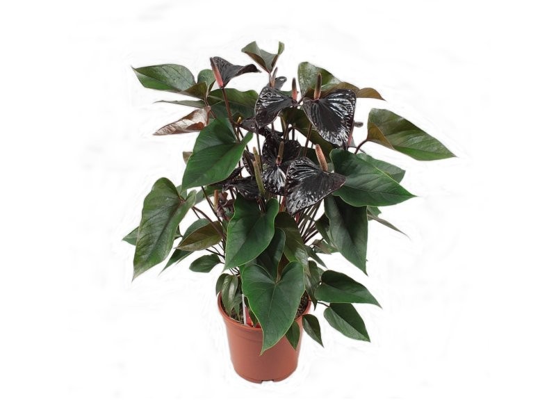 ANTHURIUM  M17 BLACK BEAUTY