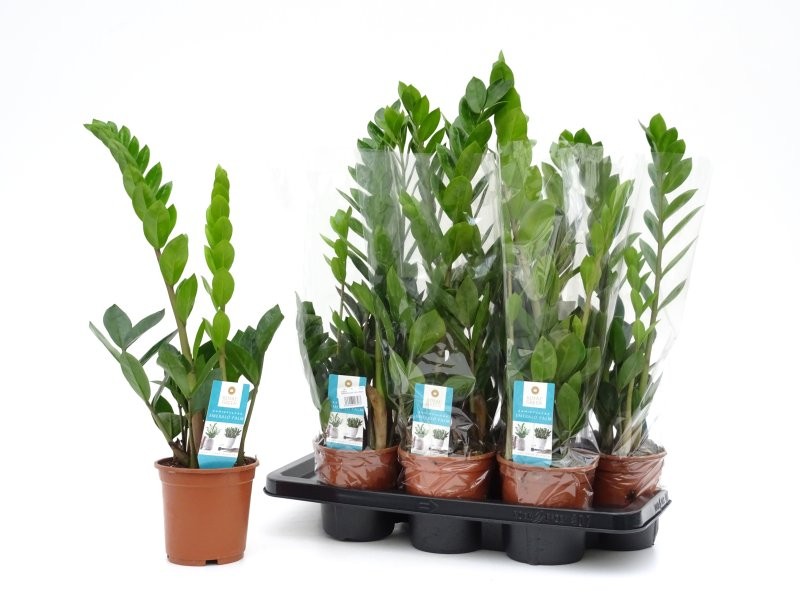 ZAMIOCULCAS  M14 -60cm.