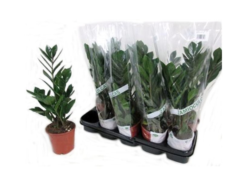 ZAMIOCULCAS  M12