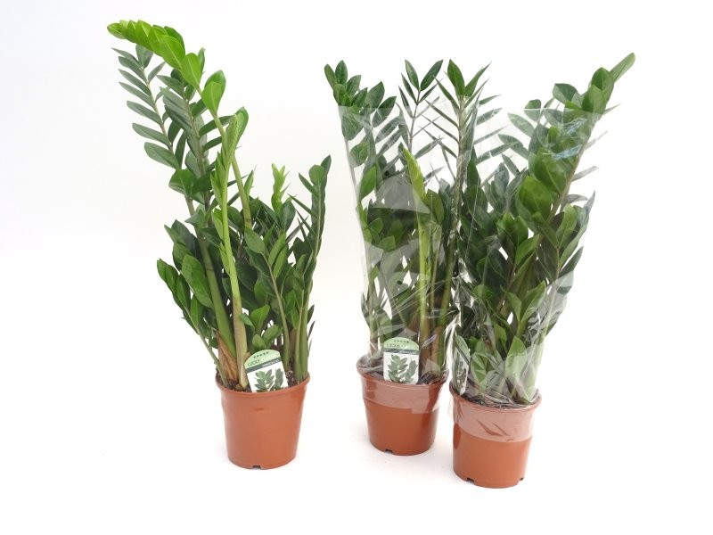 ZAMIOCULCAS  M17 -70cm.