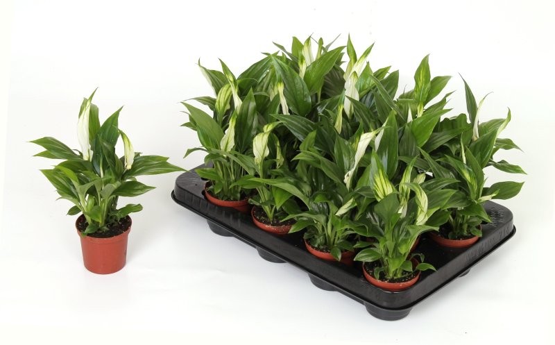 SPATHIPHYLLUM CHOPIN  M 7 MINI