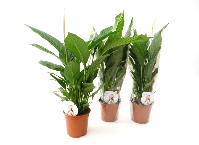 SPATHIPHYLLUM VIVALDI M17