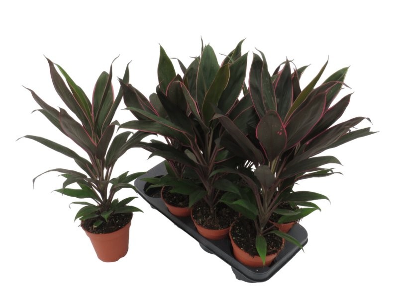 DRACAENA RUMBA M13  H50