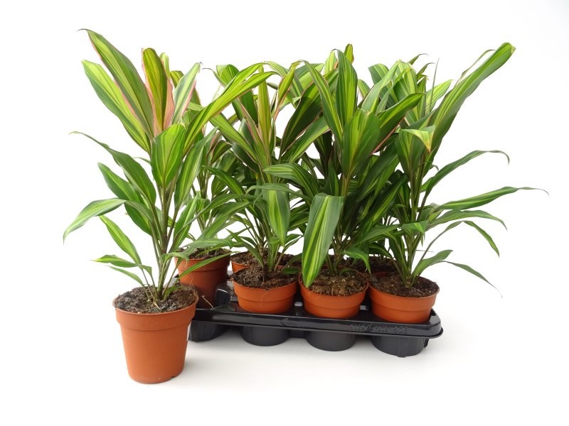 DRACAENA KIWI  M13  H50