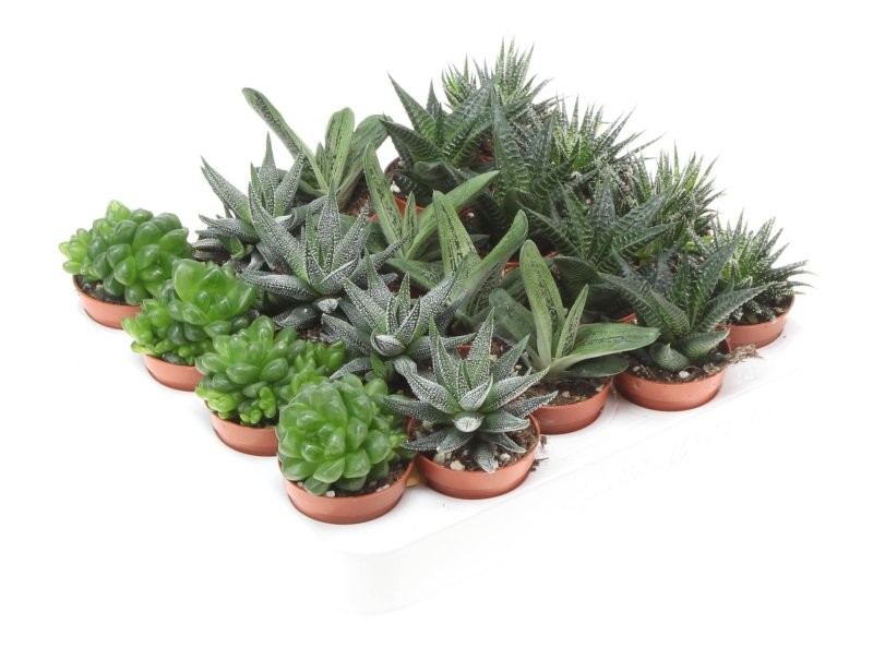 HAWORTIA  M5.5 (preu bandeja x20) Ho.