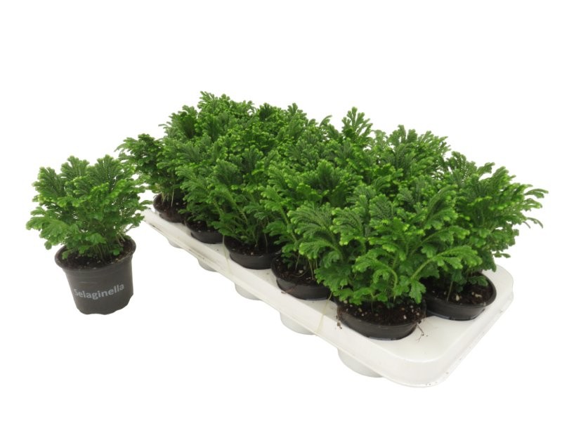 SELAGINELA  M 9 JORI