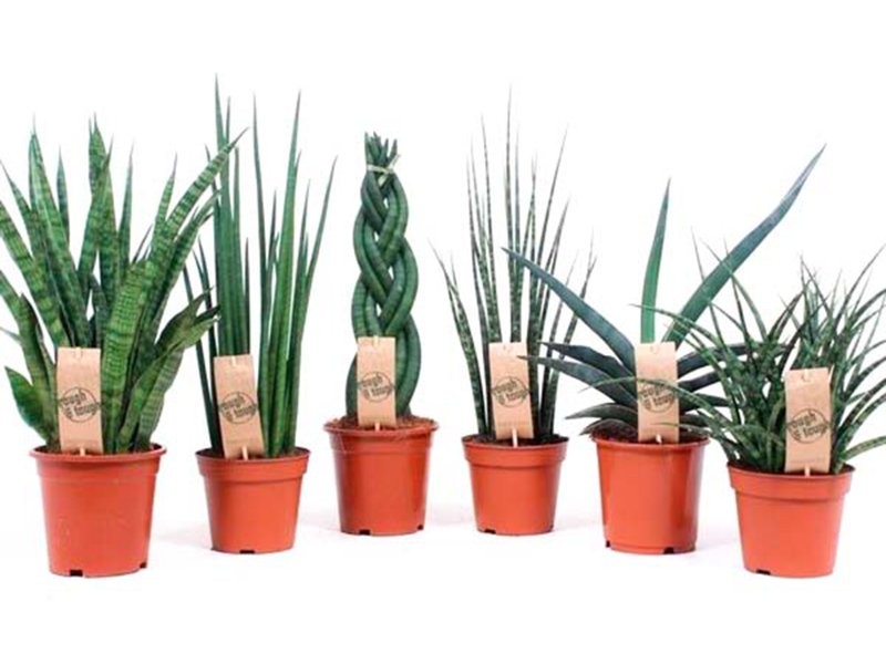 SANSIVIERIA CILINDRICA  M14- 55cm. MIX