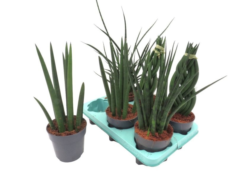 SANSIVIERIA CILINDRICA  M12- 40cm. MIX