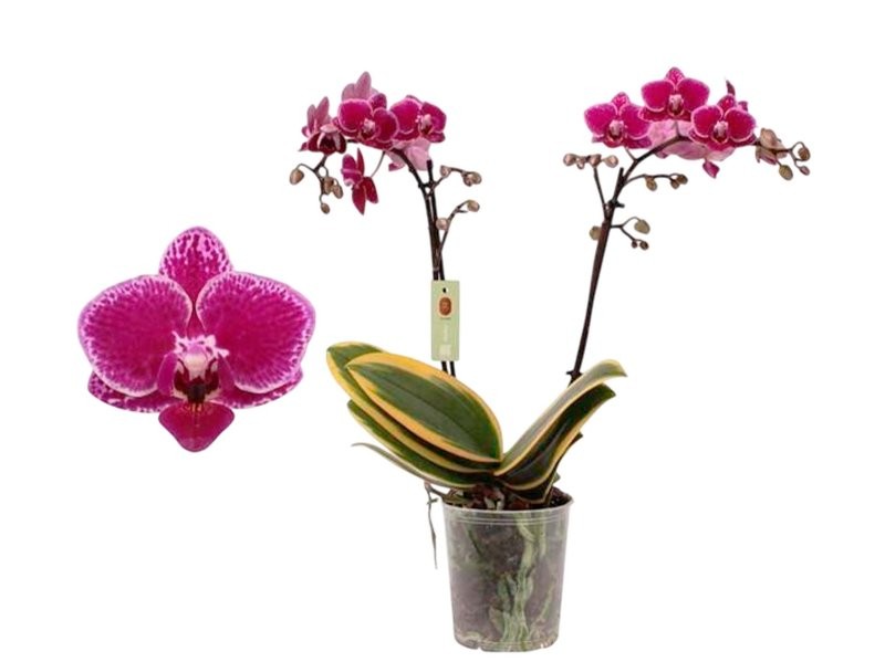 PHALAENOPSIS  M12 2 VARES H50 Magic Leaf