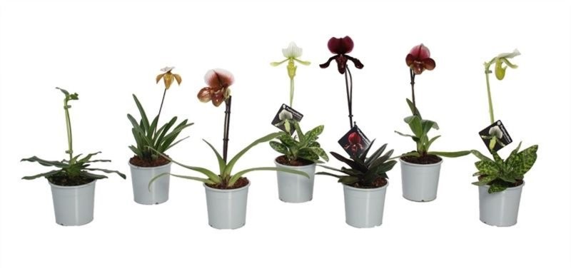 PAPHIOPEDILUM MULTIFLORUM M 9