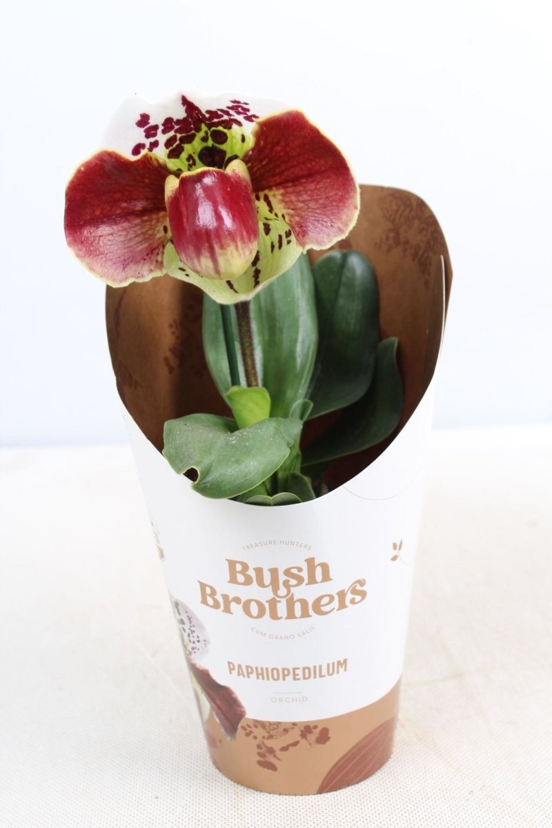 PAPHIOPEDILUM XL USA M12- 25cm.