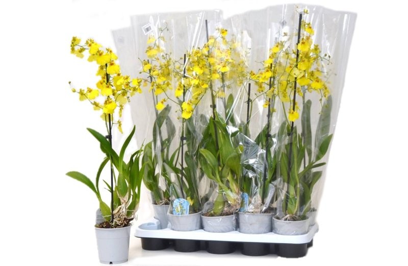 ONCIDIUM  M12- 60cm. 1 vara ramificat