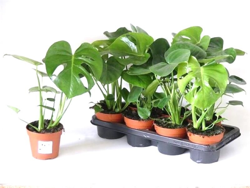 MONSTERA DELICIOSA  M14