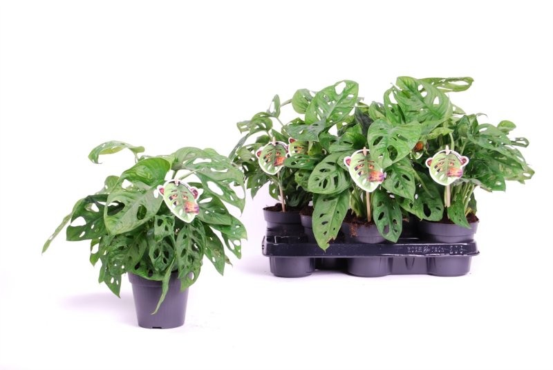 MONSTERA OBLIQUA  M12 25cm MONKEY LEAF