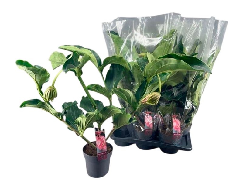 MEDINILLA MAGNIFICA  M17 2-flors  2 pisos