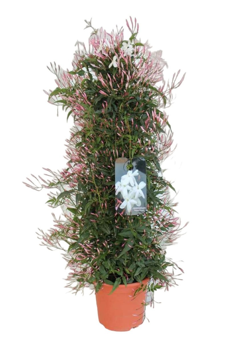 JASMINUM POLYANTHUM M17- 70cm. PIRAMIDE