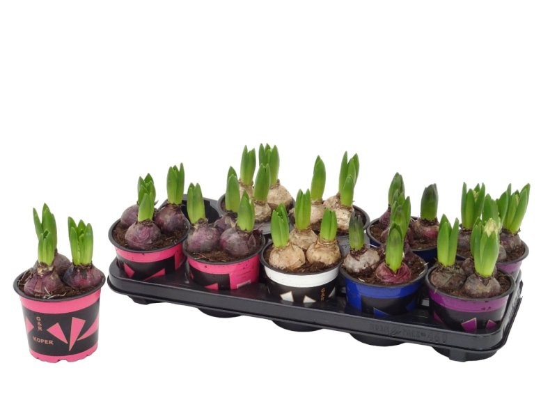 JACINTHUS  M12  3 bulbs