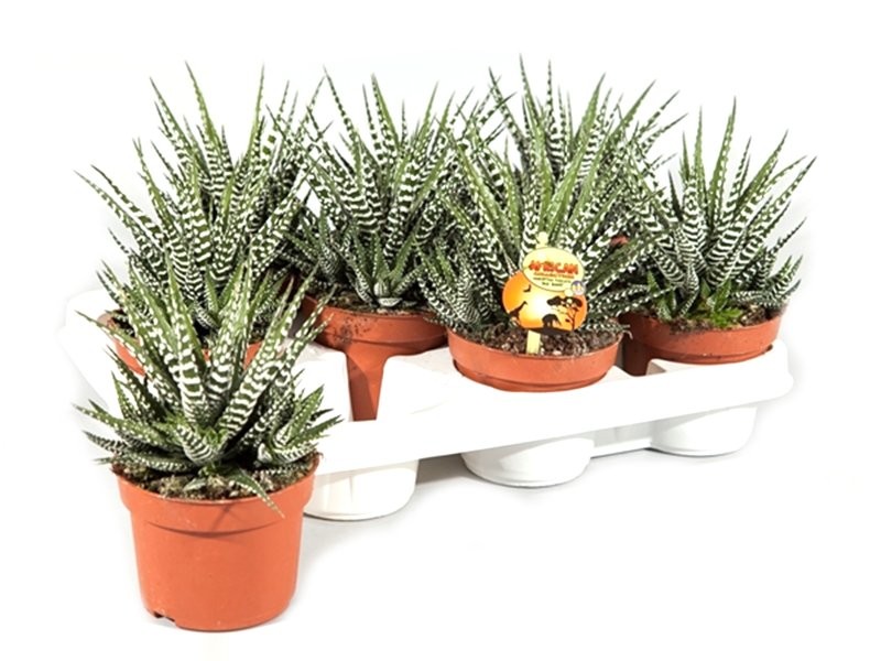 HAWORTIA  M 9 BIG BAND (preu unitat)