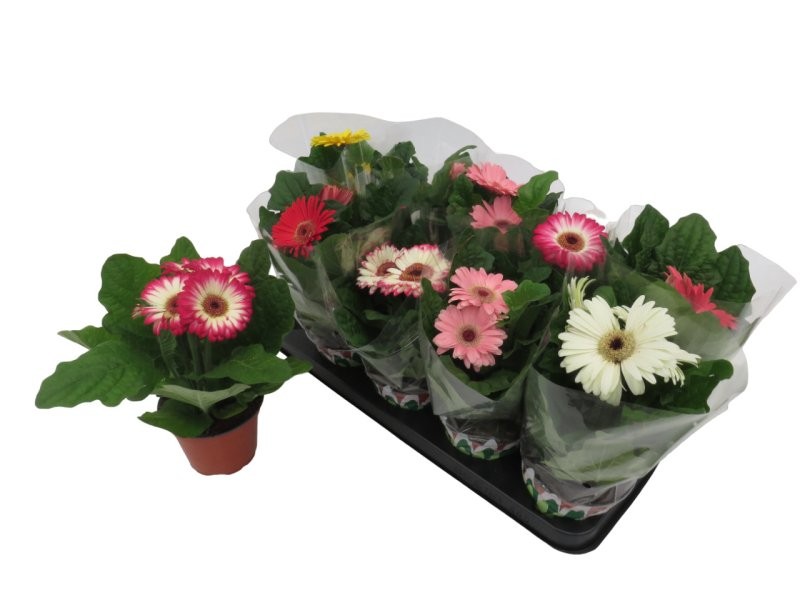 GERBERA  M12