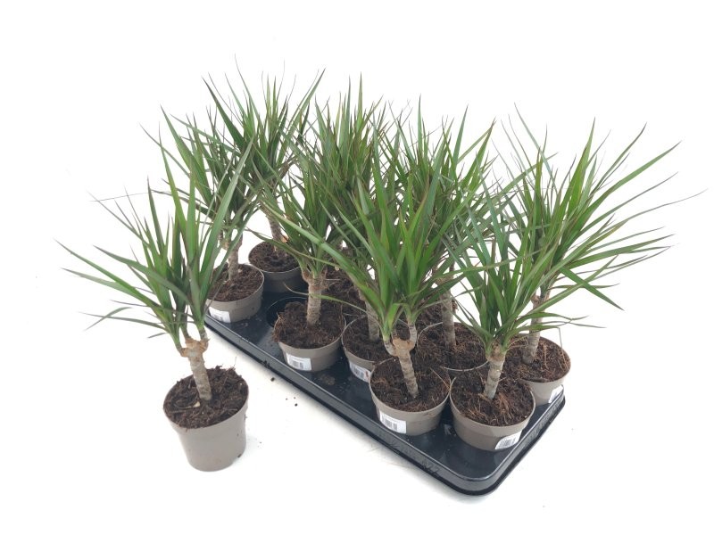 DRACAENA MARGINATA, 1 tronc-M12